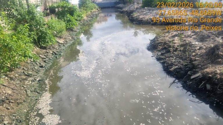 Mistério dos peixes mortos em SC ganha resposta e alerta ambiental
