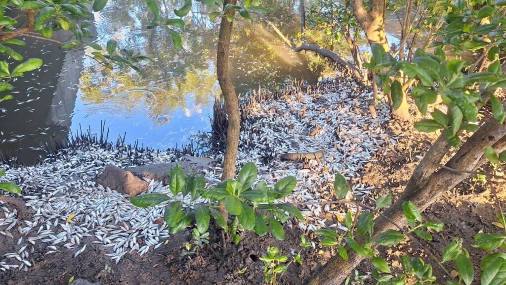 Mistério em Florianópolis: milhares de peixes aparecem mortos