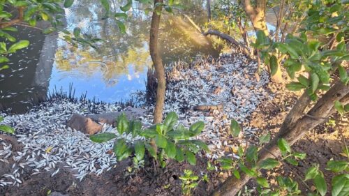 Mistério em Florianópolis: milhares de peixes aparecem mortos