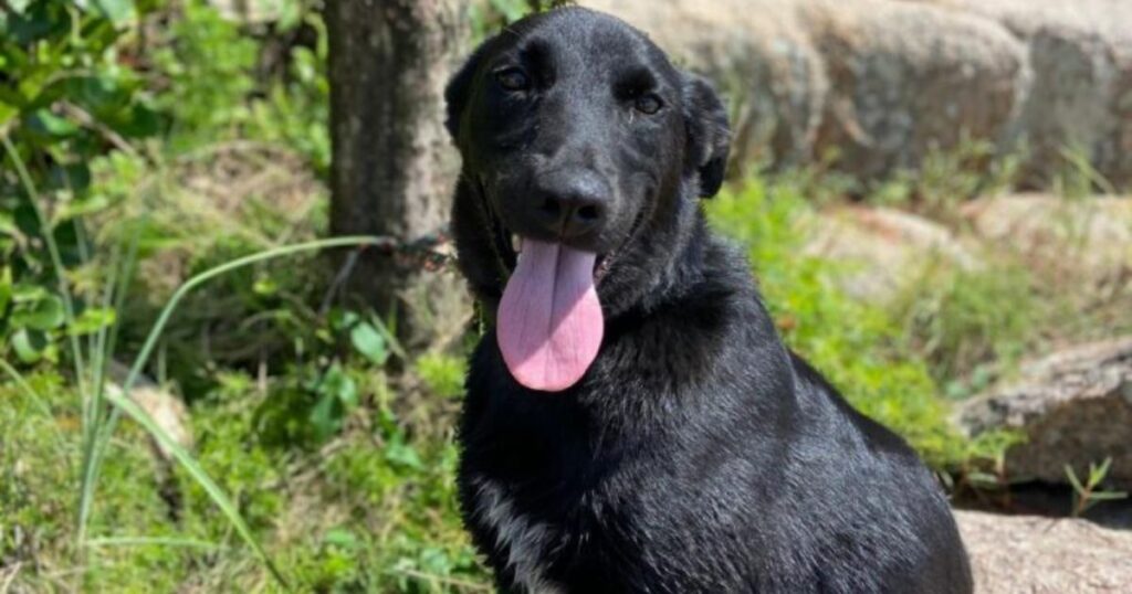 Morte de cão em Florianópolis vira investigação policial