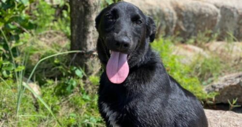 Morte de cão em Florianópolis vira investigação policial