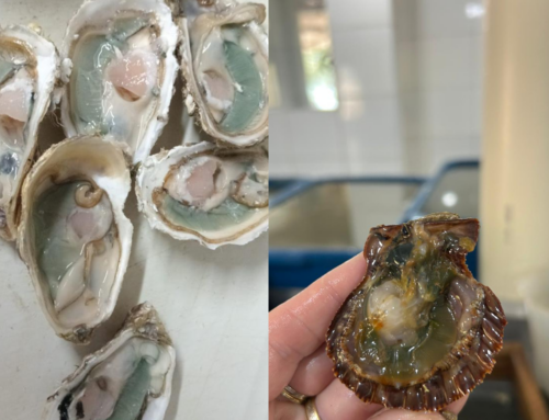 Ostras ficam verdes em Florianópolis e surpreendem produtores