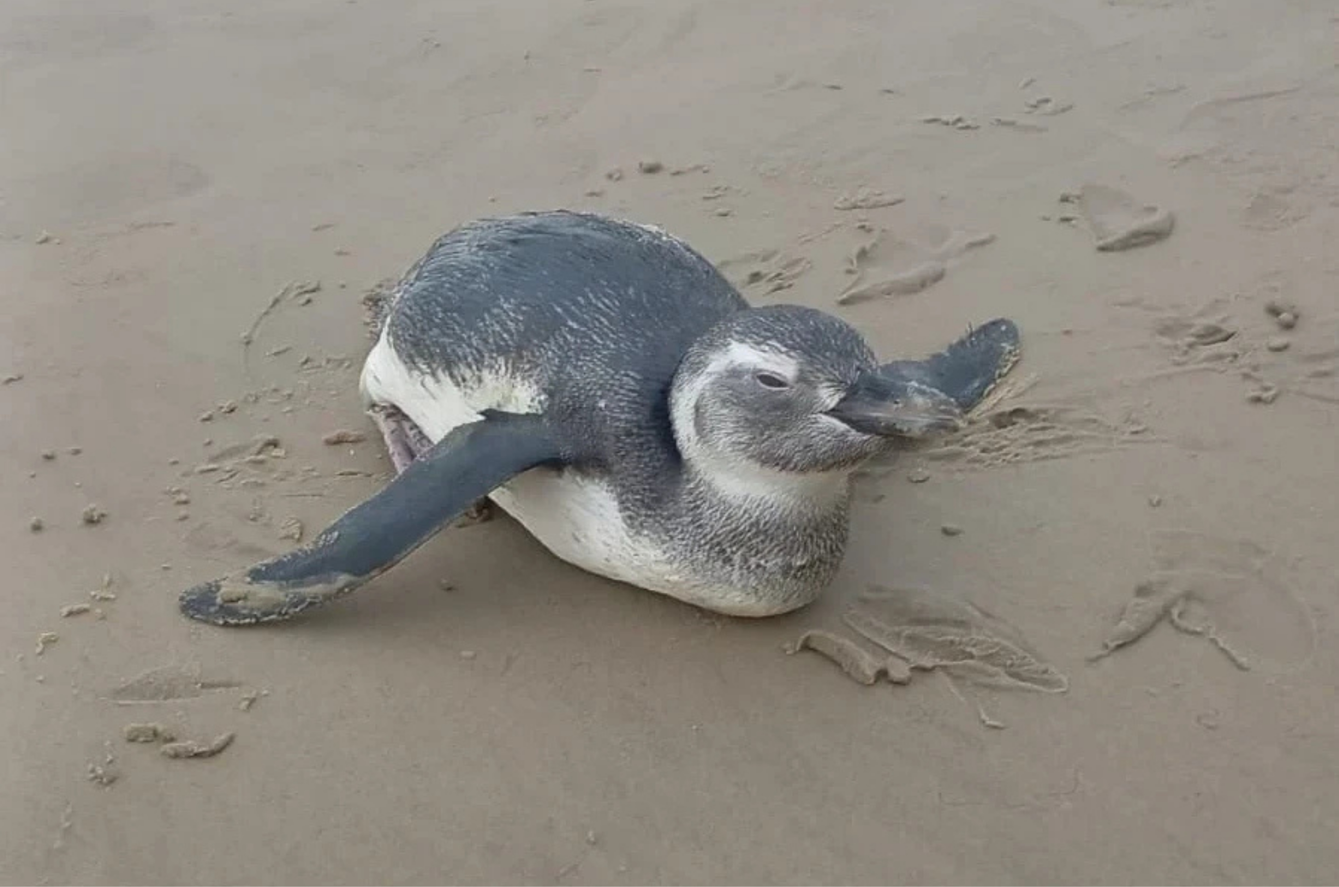 Pinguins aparecem nas praias de Santa Catarina e explicação surpreende