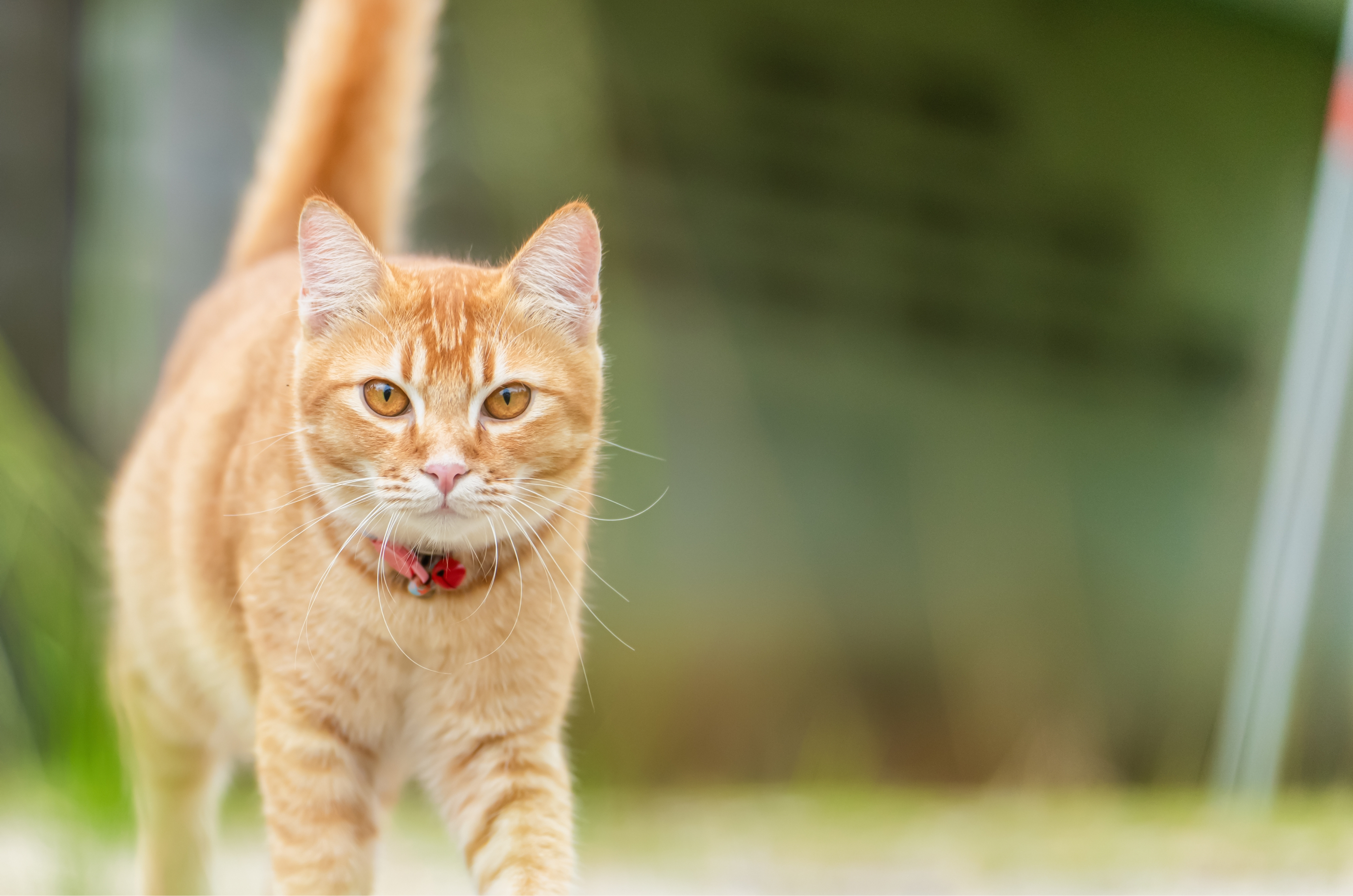 Por que você não deveria deixar seu gato sair de casa, segundo a ciência