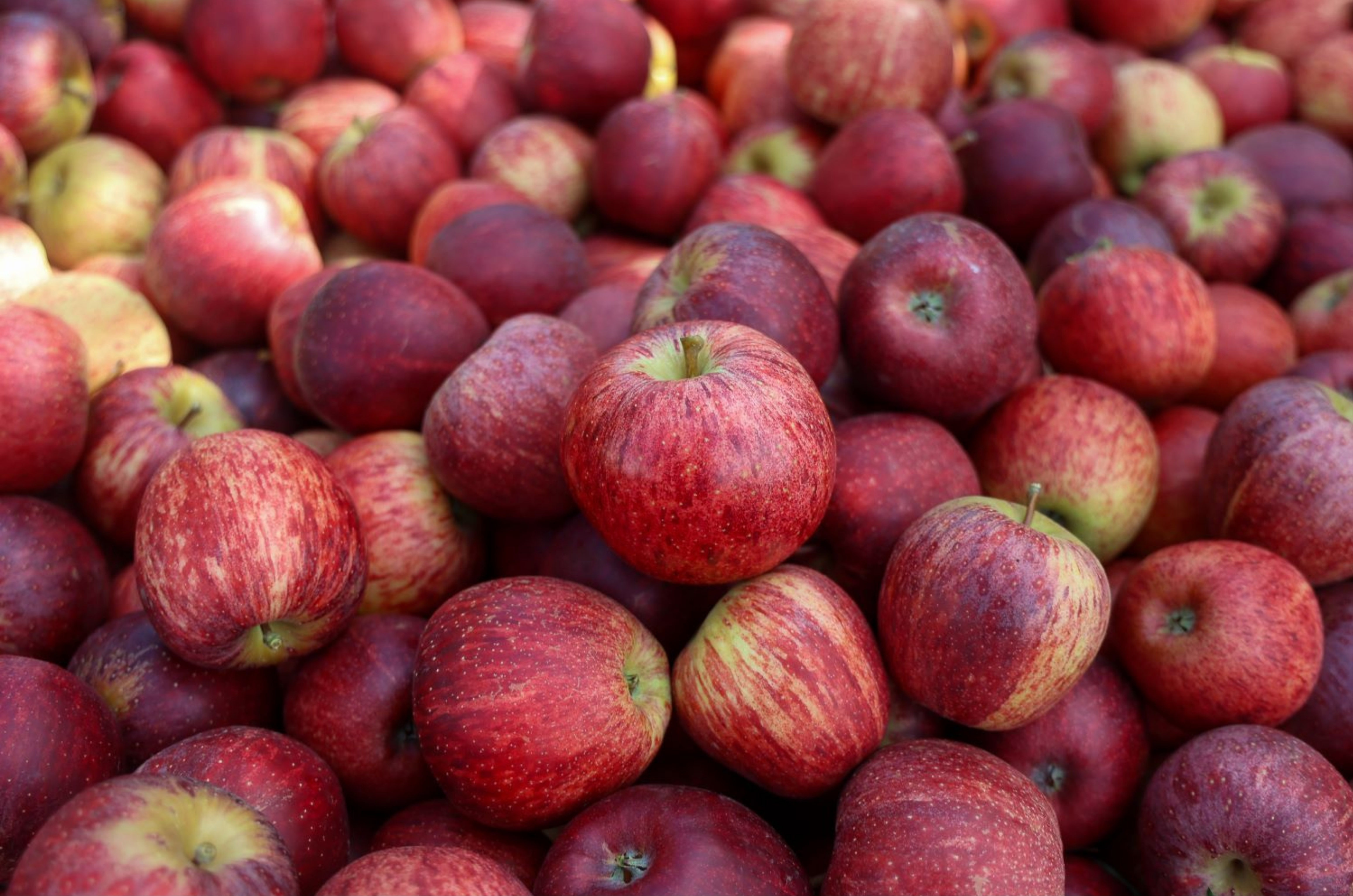 Santa Catarina libera exportação direta de maçã e reduz custos do setor