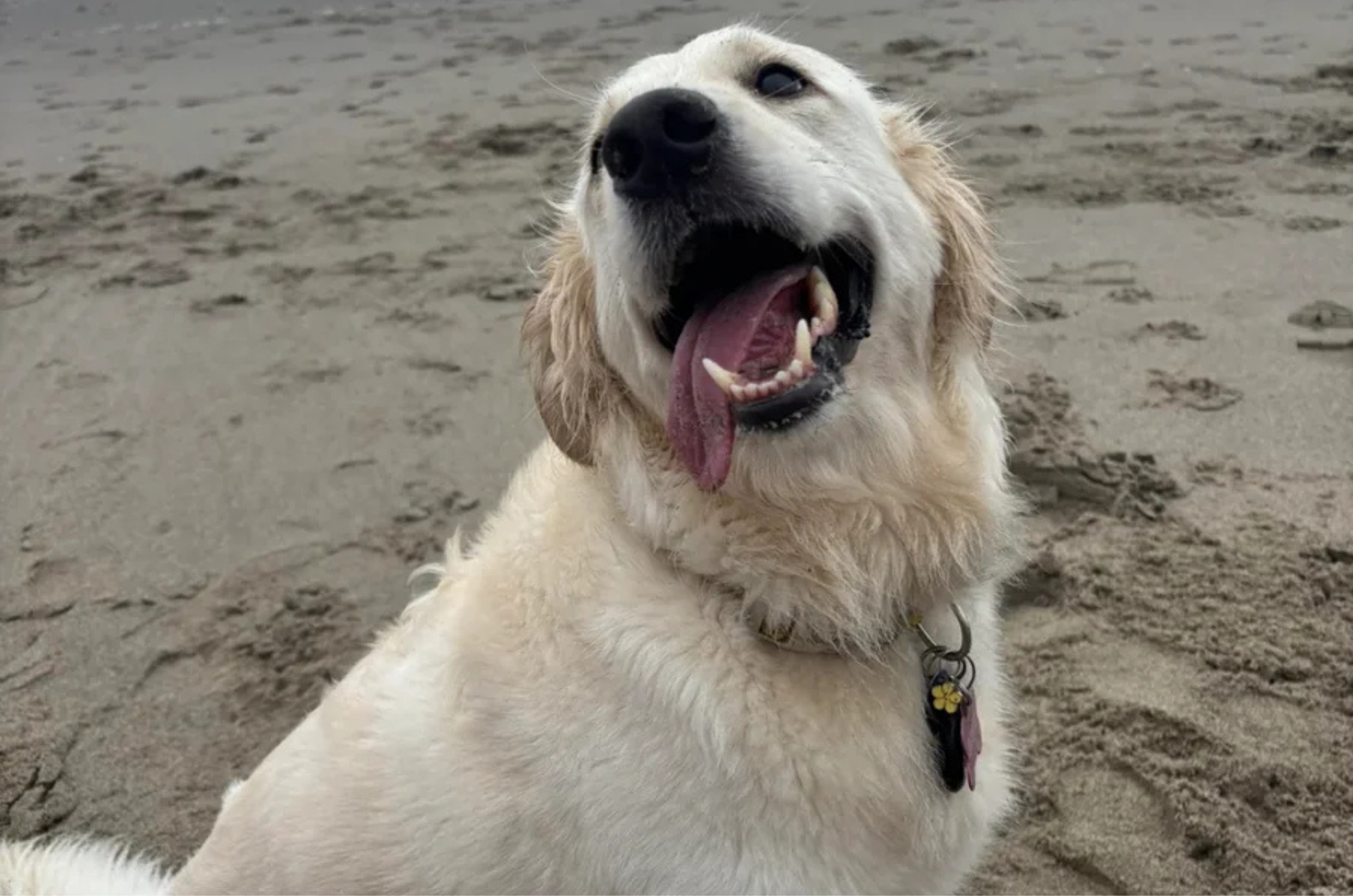 Tutora gasta R$ 10 mil com pet e descobre motivo inusitado