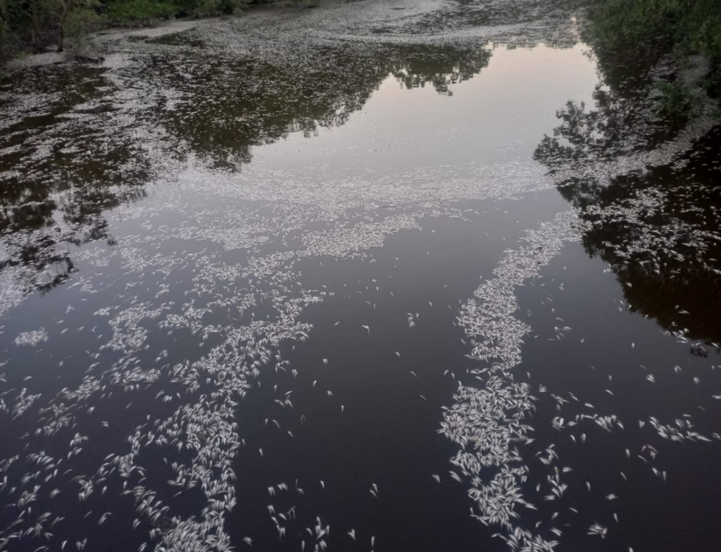 UFSC contraria IMA e aponta esgoto como causa de mortandade de peixes