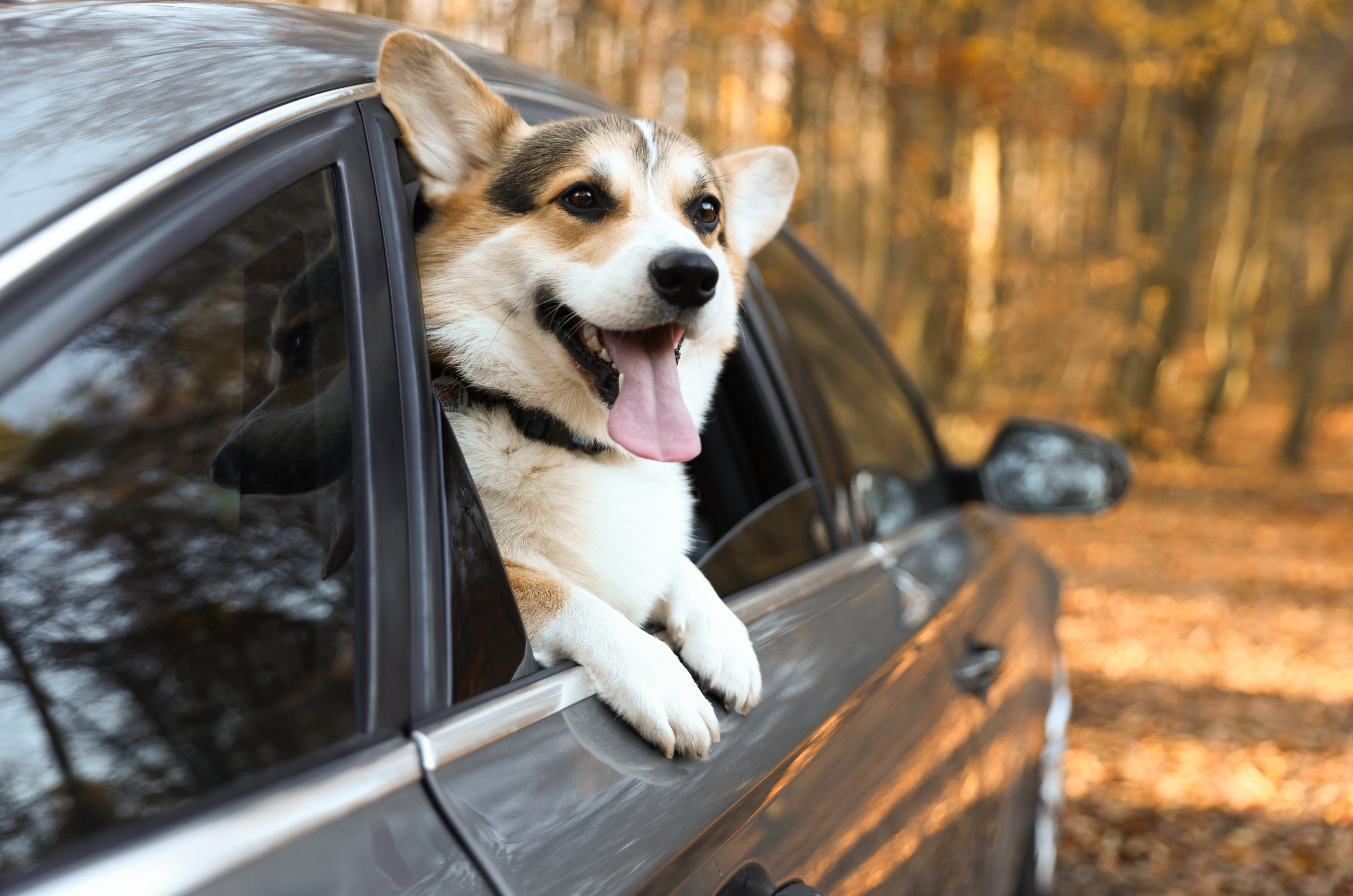 Viagem com cães: 5 itens que evitam multas e riscos no carro