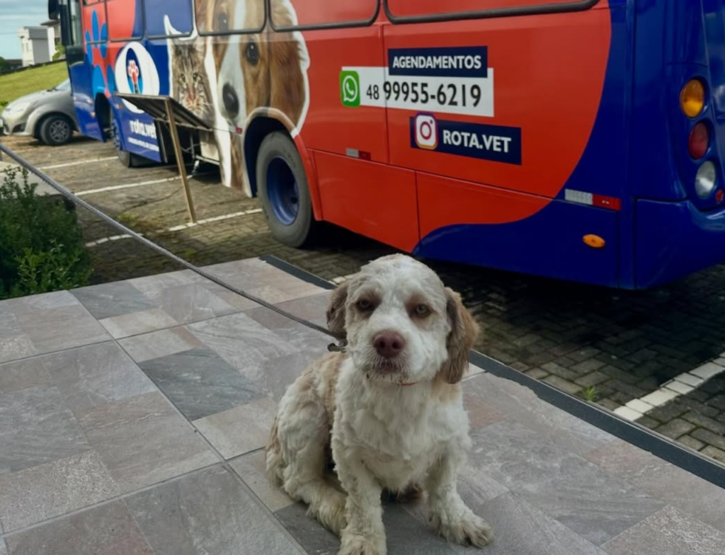 Mais de mil castrações reduzem abandono em Nova Veneza