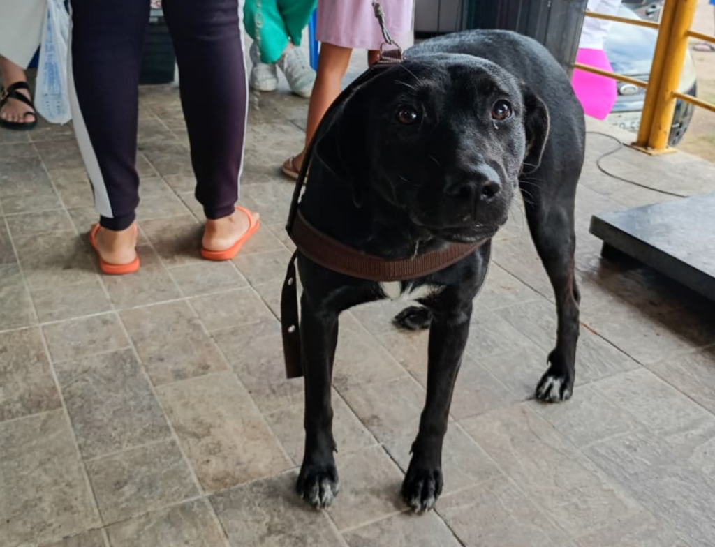 Urussanga realiza castração e microchipagem de 78 animais no Rio América