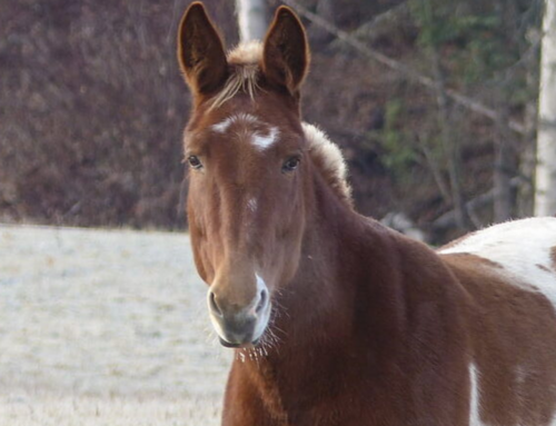 Prefeitura de Laguna abre cadastro para doação de cavalos apreendidos