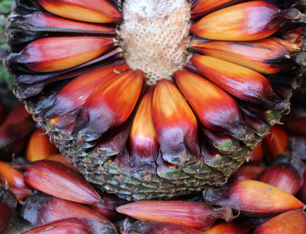 Safra do pinhão começa em SC com previsão de alta nos preços