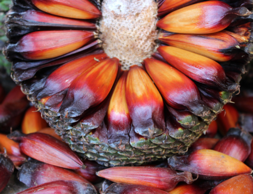 Safra do pinhão começa em SC com previsão de alta nos preços