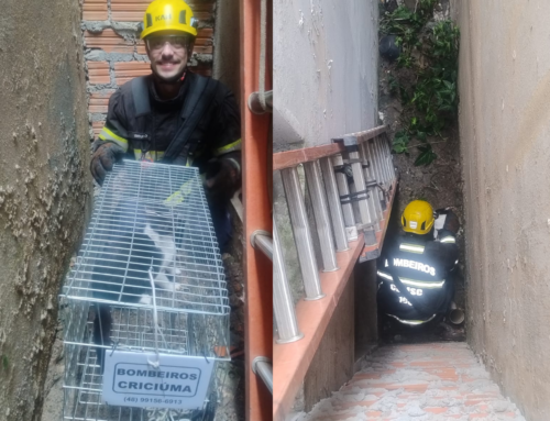 Gato é resgatado após cair em fosso no Centro de Criciúma