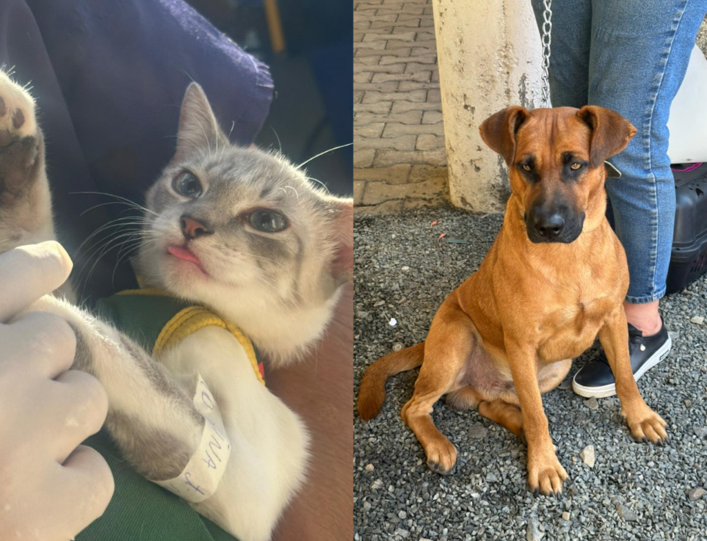 Mais de 100 animais são castrados em Nova Veneza