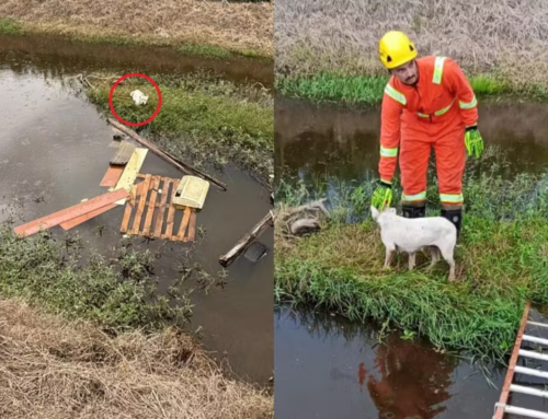 Cadela pitbull ilhada há dois dias é resgatada por bombeiros em Jaguaruna