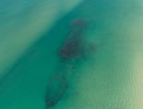 Vídeo de cardume gigante de tainhas ao redor de navio naufragado viraliza em Laguna