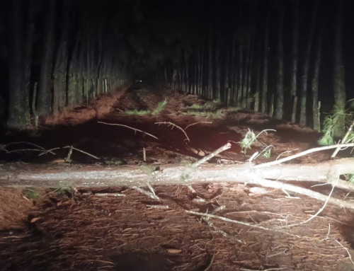 Árvores caídas interditam estrada em Sombrio durante a noite