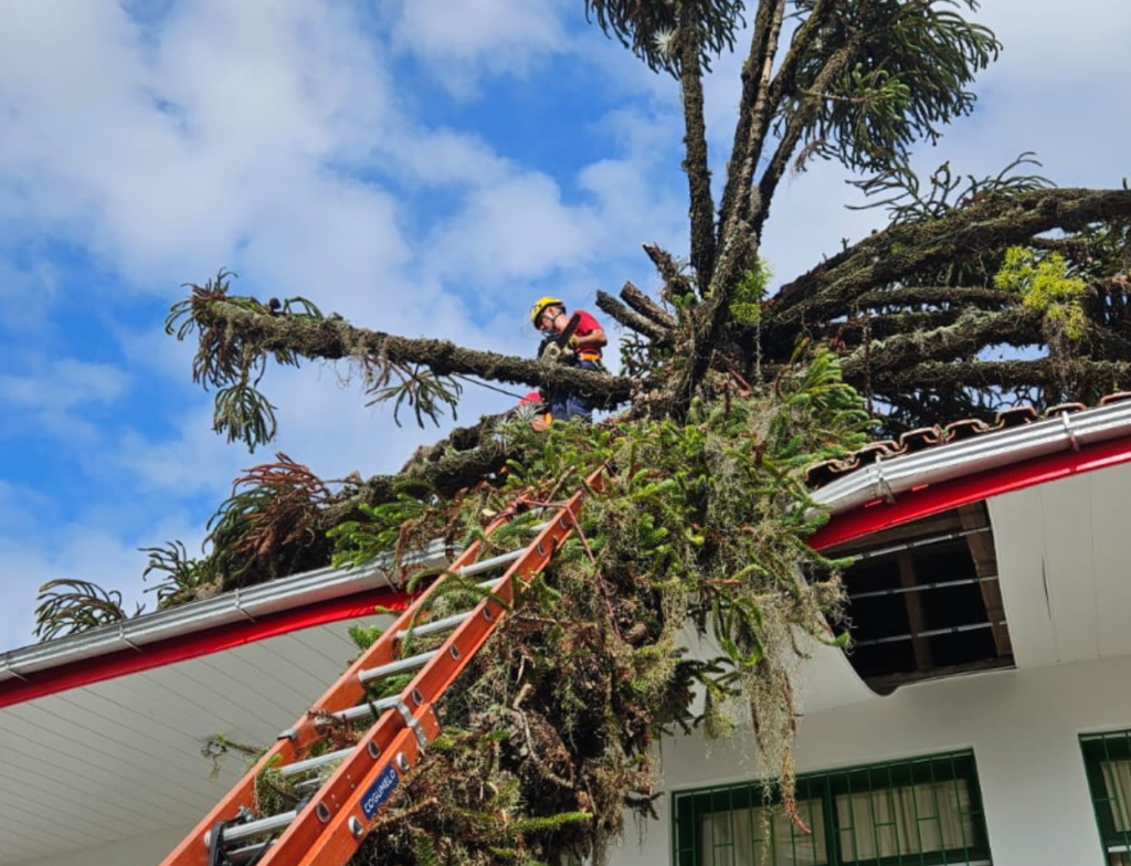 Bombeiros removem árvore com risco no Hospital Nereu Ramos