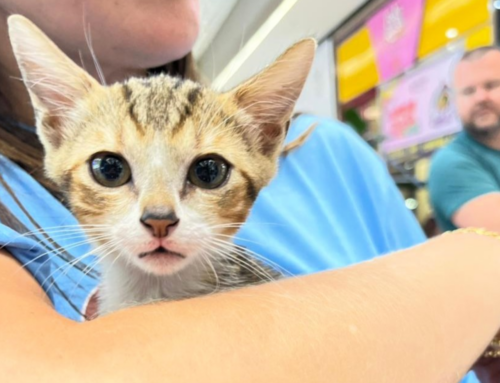 Feira de adoção de gatos acontece neste sábado em Criciúma