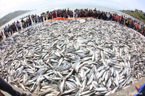 Safra da Tainha começa com expectativa positiva em Santa Catarina