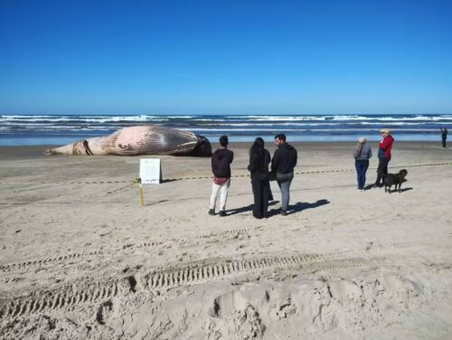 Baleia de 13 metros aparece morta em praia de SC e chama atenção de moradores