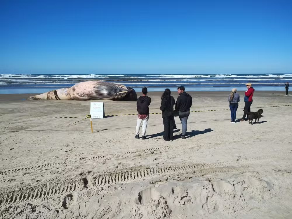 Baleia de 13 metros aparece morta em praia de SC e chama atenção de moradores