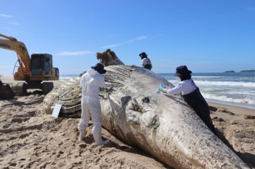 Baleia de 30 toneladas é encontrada morta em praia de SC e intriga pesquisadores
