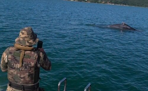 Baleia-jubarte surpreende ao aparecer perto da costa em Florianópolis