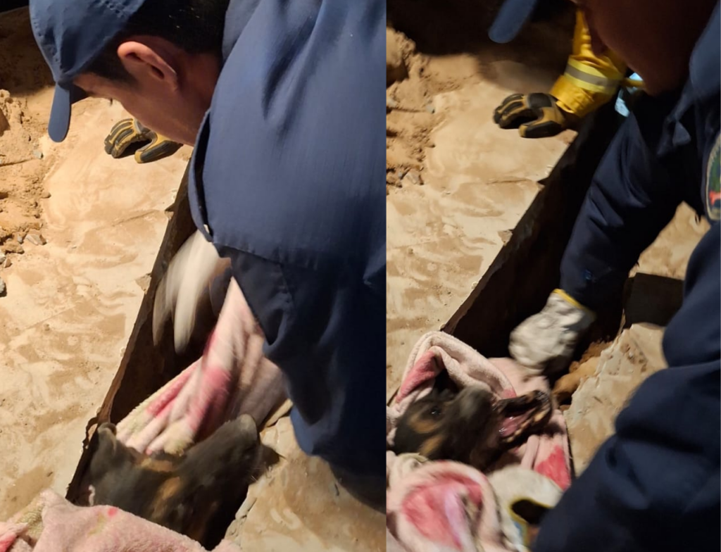 Cachorro cai em vala de 2 metros e mobiliza resgate dramático em Florianópolis