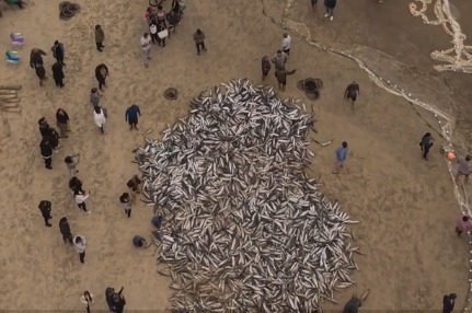 Cerca de 10 mil tainhas são pescadas em praia de Santa Catarina