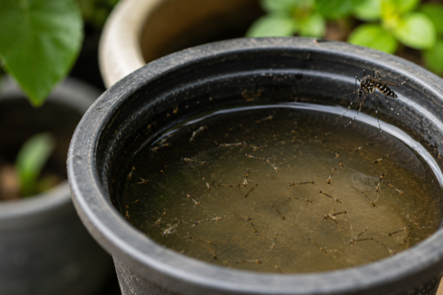 Dengue avança em Capivari de Baixo e cidade chega a 33 focos do Aedes aegypti