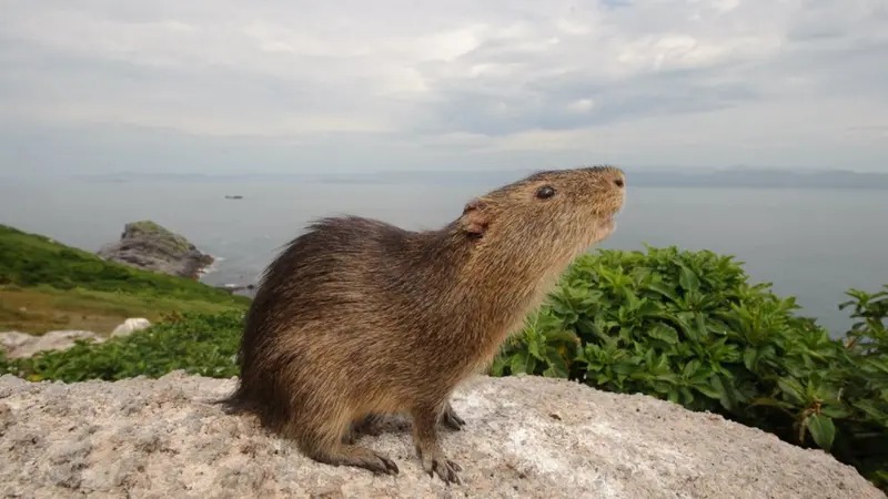 Espécie única no mundo sobrevive com menos de 50 animais em SC