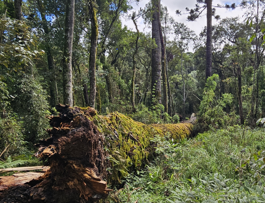 Gigante de SC tomba e cientistas correm para salvar árvore histórica