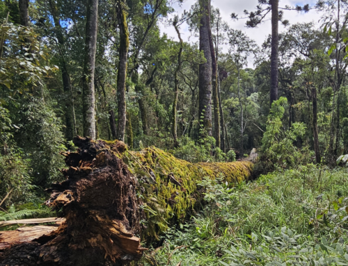 Gigante de SC tomba e cientistas correm para salvar árvore histórica