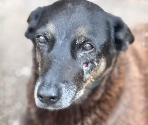 Investigação sobre morte do cão Orelha é encerrada pela Justiça