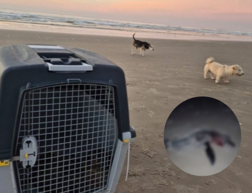 Lobo-marinho morre após ataque brutal de cães em praia de SC