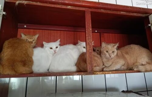 Mais de 400 gatos são encontrados em apartamento e caso choca cidade de SC