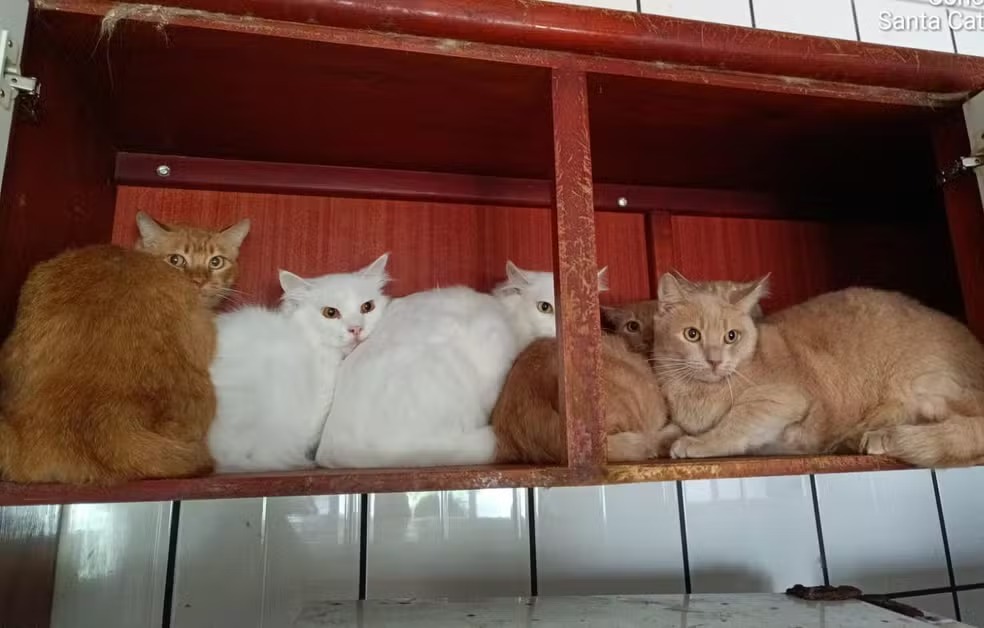 Mais de 400 gatos são encontrados em apartamento e caso choca cidade de SC
