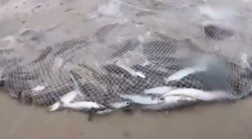 Mais de 600 tainhas surpreendem pescadores em praia de Imbituba