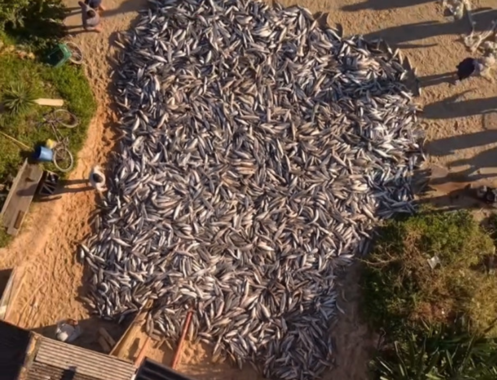 Mega lanço impressiona pescadores e enche redes com mais de 13 mil tainhas em SC