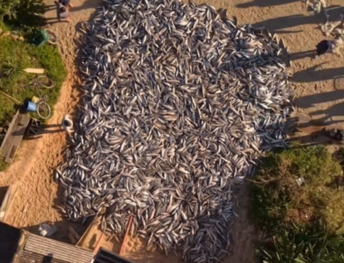 Mega lanço impressiona pescadores e enche redes com mais de 13 mil tainhas em SC