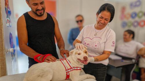 Mutirão gratuito de vacinação para cães e gatos é promovido nesta semana em Navegantes