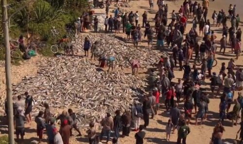 Pescadores fazem captura histórica de tainhas em praia de Palhoça
