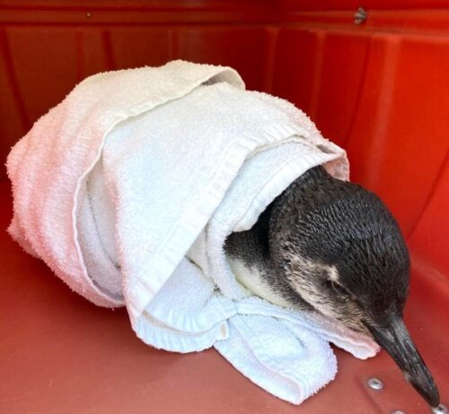 Primeiro pinguim vivo de 2026 é resgatado em praia de Florianópolis