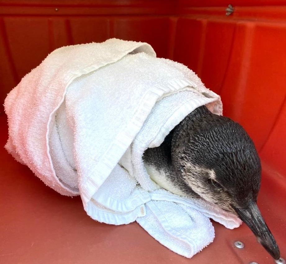 Primeiro pinguim vivo de 2026 é resgatado em praia de Florianópolis