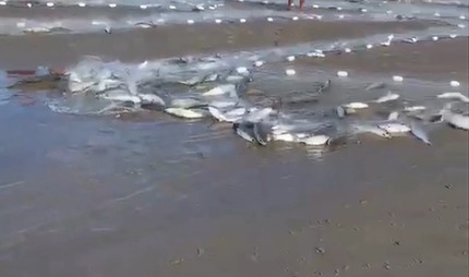 Safra da tainha começa com primeiros lanços em SC e anima pescadores