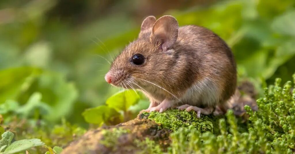 Santa Catarina registra caso de hantavirose e Saúde faz alerta