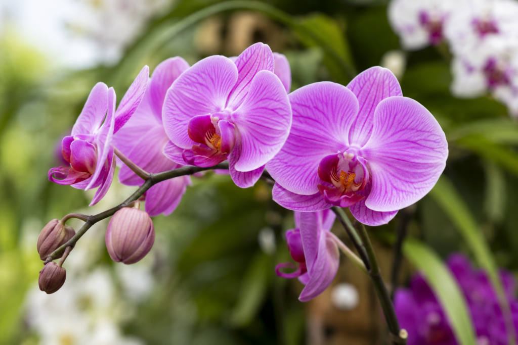 Truque simples faz orquídeas florirem por mais tempo dentro de casa
