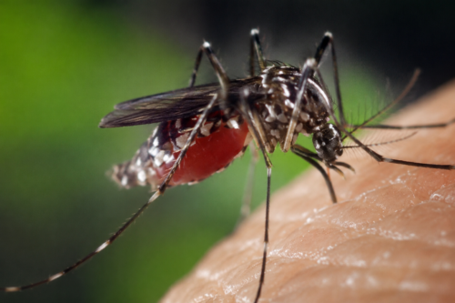 Tubarão acende alerta: cidade passa de 500 focos de dengue